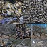 北海旅游｜性价比超高 海鲜超新鲜的海鲜店