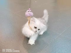 -70cat德文卷毛猫·缅因猫纯种猫舍