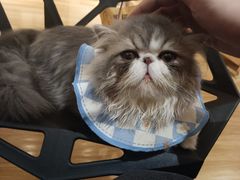 -滚猫咖啡·猫咖·猫友好撸猫(未来城店)