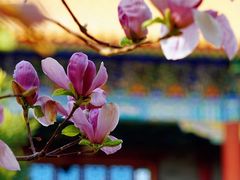 -盛世南宫影视城(北普陀影视城)