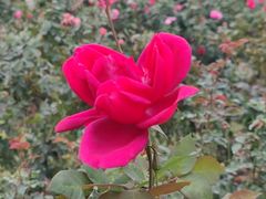 -人民公园(罗湖区)