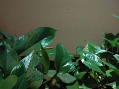 android_upload_pic-栖巢咖啡(天鹅湖万达低碳店)