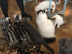 -共舞时光猫咖·狗咖(新街口店)
