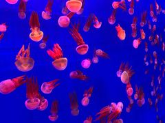 -多彩贵州城极地海洋世界