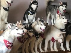 -Husky Go! 哈士奇体验馆·宠物咖啡厅狗咖