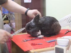 -宠物兔专门店(天丰利市场店)