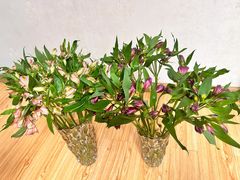 -循礼门鲜花花市(武汉循礼门店)