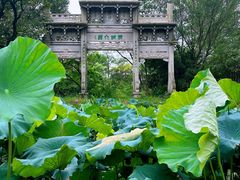 -西溪国家湿地公园