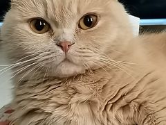 -瑞派福兴宠物医院犬猫全科·骨科·中西医结合(河东店)