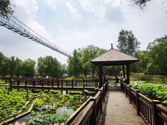 -滕州微山湖红荷湿地景区