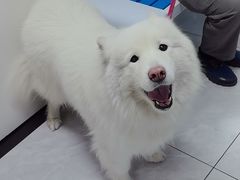 -达爱动物医院·犬猫分区·CT·复杂眼科(远洋山水分院)