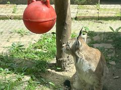 -青藏高原野生动物园