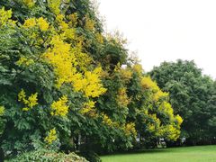 -莲花山公园
