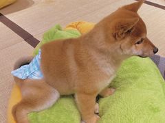 -逗柴咖啡屋·狗咖猫咖宠物桌游