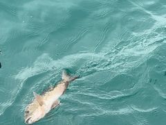 -小猫钓鱼海钓俱乐部(椰梦长廊店)