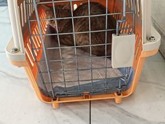 -艾吉宠物医院·疑难杂症转诊中心·猫友好(碧江路院)
