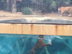 -清迈夜间动物园