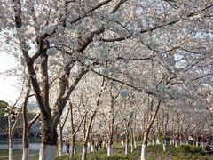 -高东镇樱花园
