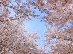 -樱花山风景区