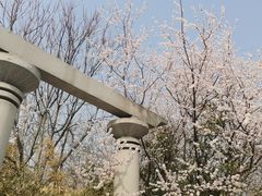 -桃花堤公园