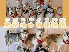 -Husky Go! 哈士奇体验馆·宠物咖啡厅狗咖