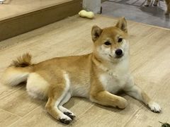 -南京Hallo宠物乐园·哈罗犬舍·柴犬繁育基地