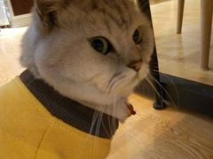 -万小咖.猫咖(中山路天虹店)