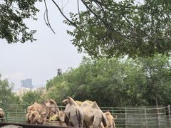 -青藏高原野生动物园