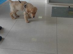 -瑞派福兴宠物医院犬猫全科·骨科·中西医结合(河东店)