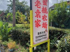 -老袁家蜜桃农场·阳山水蜜桃