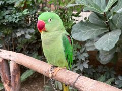 -南宫五洲植物乐园