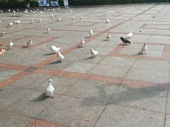 -顺峰山公园