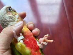 -雨林宠物医院 非犬猫异宠专科
