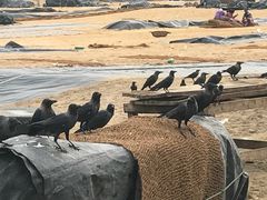 景点-尼甘布海鲜市场