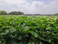-荷塘月色湿地公园·向阳花洲