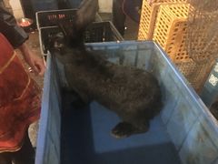 -温江公平红烧兔(总店)