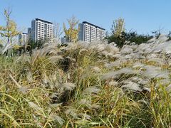 -九里河湿地公园