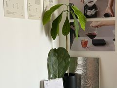 -纽巷咖啡 SOFTFOCUS COFFEE(锦和巴黎时韵店)