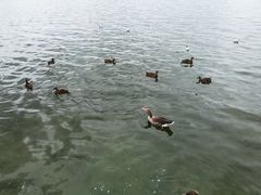 -柯尼希湖
