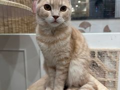 -楼上猫咖(罗湖店)