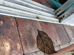 -野象谷景区