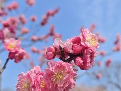-梅花山(明孝陵内)
