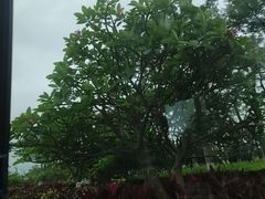 -芒洲湿地公园