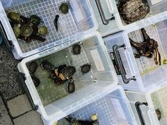 -青石桥花鸟鱼虫市场(叠翠城店)