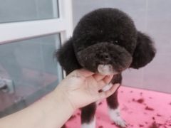 -宠福鑫康馨动物医院·骨科·眼科