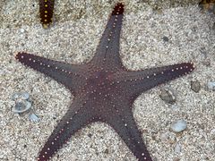 -上海海洋水族馆