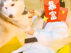 -Husky Go! 哈士奇体验馆·宠物咖啡厅狗咖