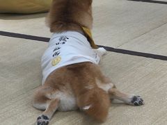 -逗柴咖啡屋·狗咖猫咖宠物桌游