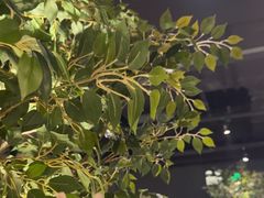 -同仁四季椰子鸡(海岸城天利店)