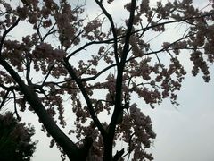 android_upload_pic-大塘金香草谷